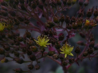 Aeonium gorgoneum, photographed by Yves Bas