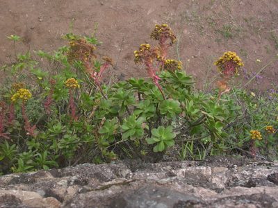 Aeonium gorgoneum, photographed by Yves Bas
