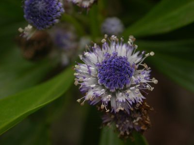 Globularia amygdalifolia, photographed by Yves Bas