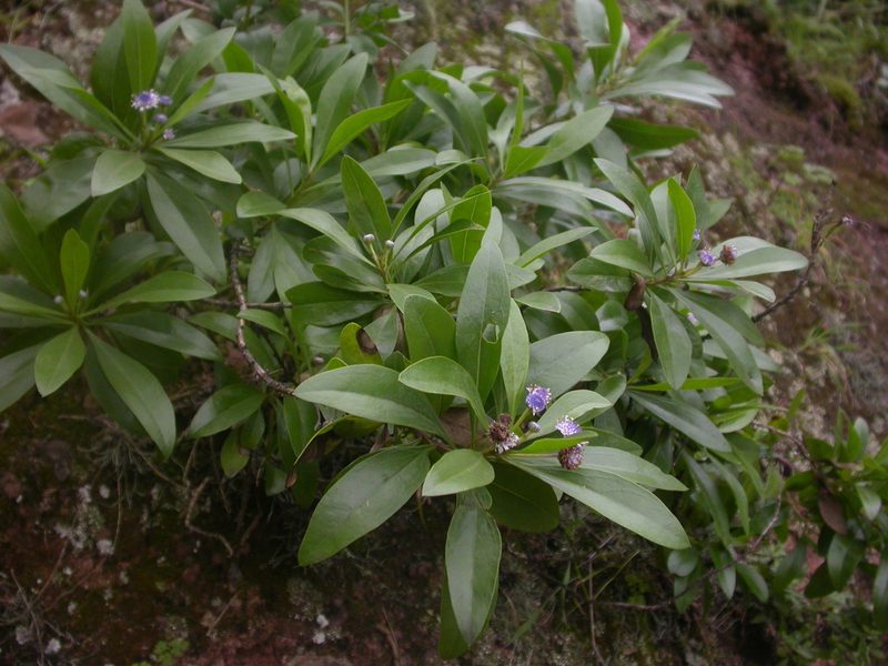 Globularia amygdalifolia, photographed by Yves Bas