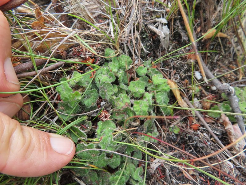 Lobelia dasyphylla, photographed by linkie