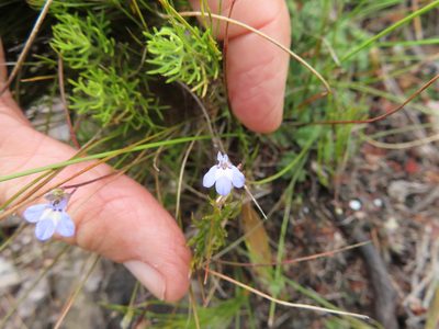 Lobelia dasyphylla, photographed by linkie