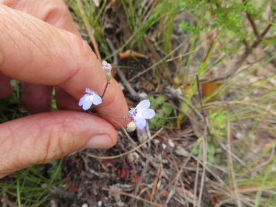 Lobelia dasyphylla, photographed by linkie