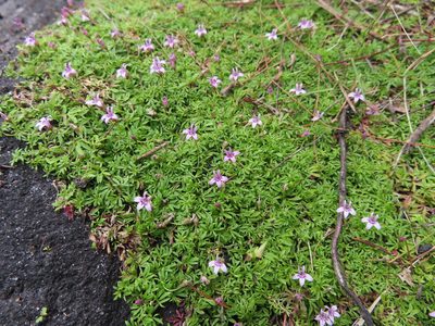 Lobelia muscoides, photographed by linkie
