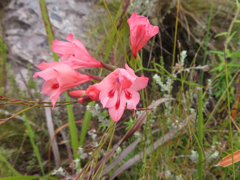 Gladiolus oreocharis, photographed by linkie