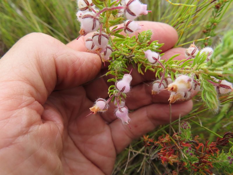 Erica oxyandra, photographed by linkie