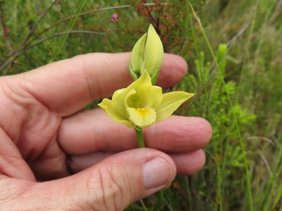 Eulophia tabularis, photographed by linkie
