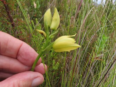 Eulophia tabularis, photographed by linkie