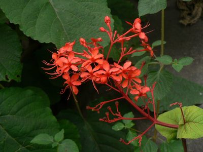 Clerodendrum speciosissimum, photographed by Yves Bas