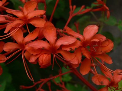 Clerodendrum speciosissimum, photographed by Yves Bas