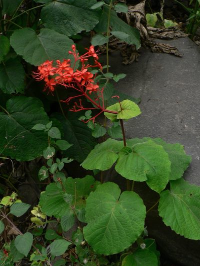 Clerodendrum speciosissimum, photographed by Yves Bas