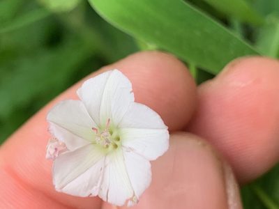Convolvulus farinosus, photographed by Matthew Fainman