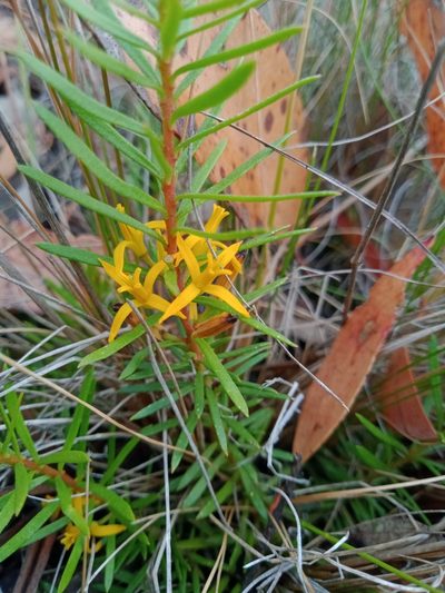 Persoonia chamaepeuce, photographed by Nina Kerr