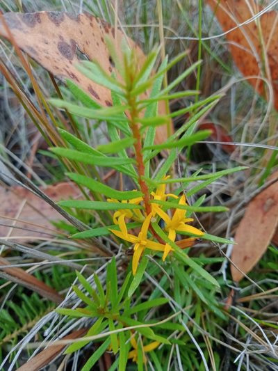 Persoonia chamaepeuce, photographed by Nina Kerr