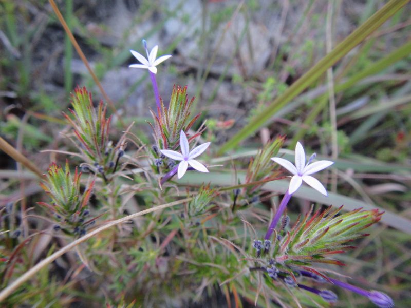 Merciera tenuifolia, photographed by douglaseustonbrown
