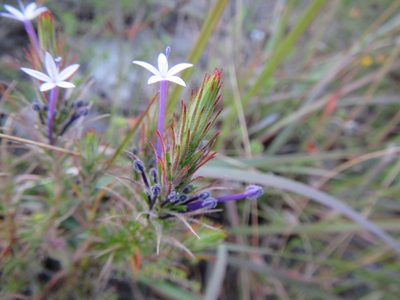 Merciera tenuifolia, photographed by douglaseustonbrown