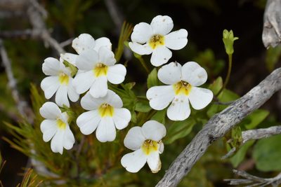 Ourisia macrocarpa, photographed by Christopher Stephens