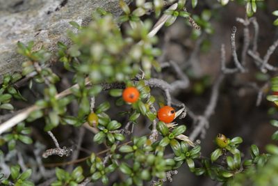 Coprosma depressa, photographed by Christopher Stephens