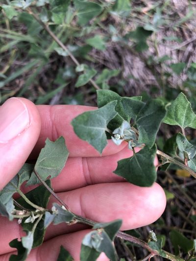 Chenopodium trigonon, photographed by Greg Tasney