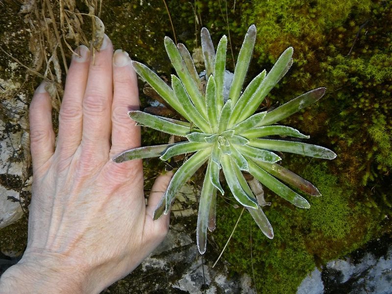 Saxifraga hostii, photographed by Erwin Gruber