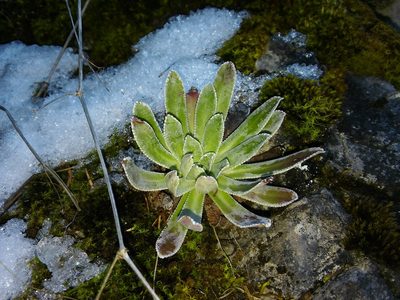 Saxifraga hostii, photographed by Erwin Gruber