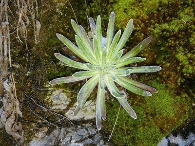 Saxifraga hostii, photographed by Erwin Gruber