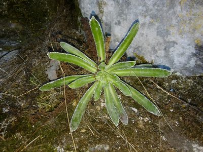 Saxifraga hostii, photographed by Erwin Gruber