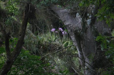 Laelia anceps, photographed by Juan Carlos Pérez Magaña