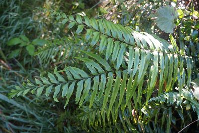 Asplenium contiguum, photographed by Henggang Cui
