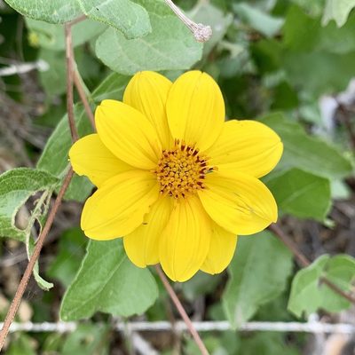 Viguiera deltoidea, photographed by Bill Levine