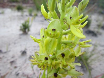 Ceratandra atrata, photographed by douglaseustonbrown