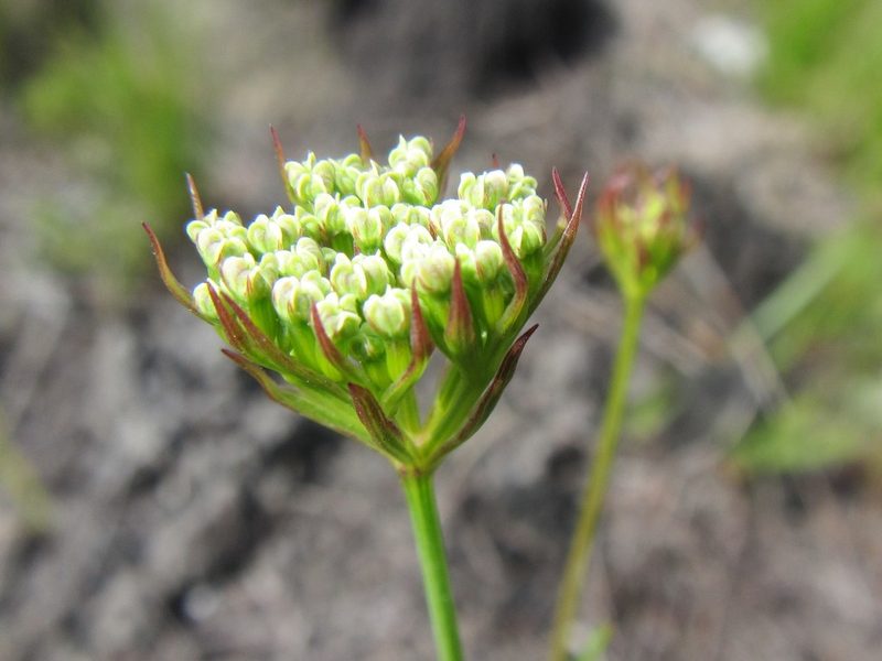 Itasina filifolia, photographed by douglaseustonbrown