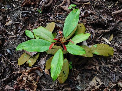 Elaeocarpus ferrugineus, photographed by Cheongweei Gan
