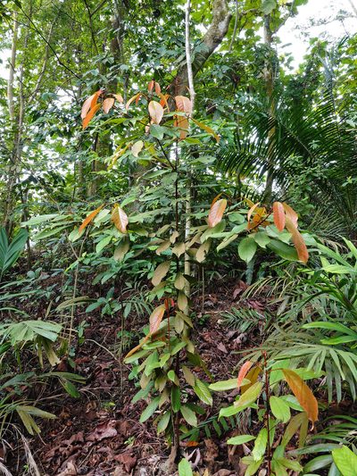 Elaeocarpus ferrugineus, photographed by Cheongweei Gan