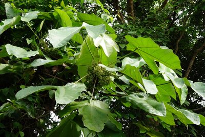 Macaranga gigantea, photographed by Cheongweei Gan