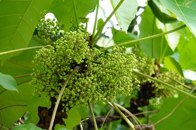 Macaranga gigantea, photographed by Cheongweei Gan
