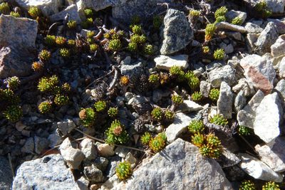 Leptinella goyenii, photographed by John Barkla