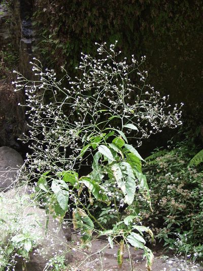 Crambe strigosa, photographed by Ina Siebert