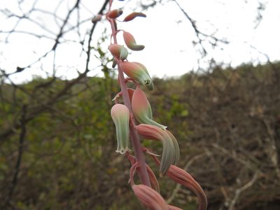 Gasteria brachyphylla, photographed by Jeremy Gilmore