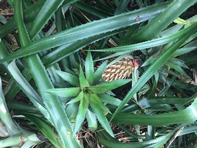 Ananas comosus, photographed by Sunčana Bradley
