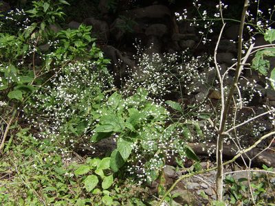 Crambe strigosa, photographed by Ina Siebert