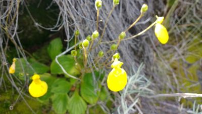 Calceolaria biflora, photographed by Tabaré Barreto