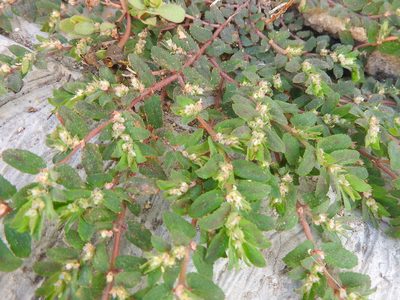 Euphorbia dioeca, photographed by Juan Cruzado Cortés