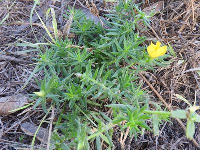 Portulaca rubricaulis, photographed by Juan Cruzado Cortés