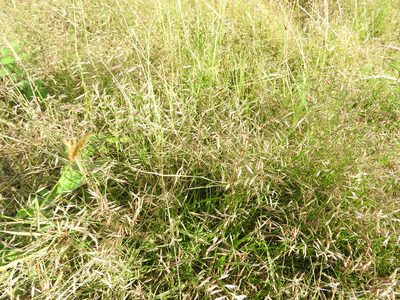 Bouteloua repens