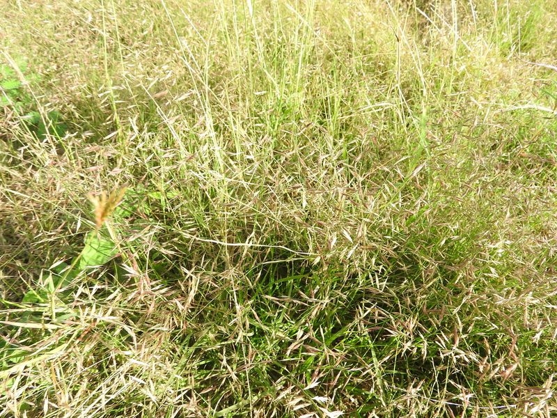 Bouteloua repens, photographed by Juan Cruzado Cortés