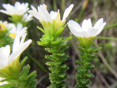 Osmitopsis parvifolia, photographed by douglaseustonbrown
