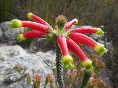 Erica massonii, photographed by douglaseustonbrown