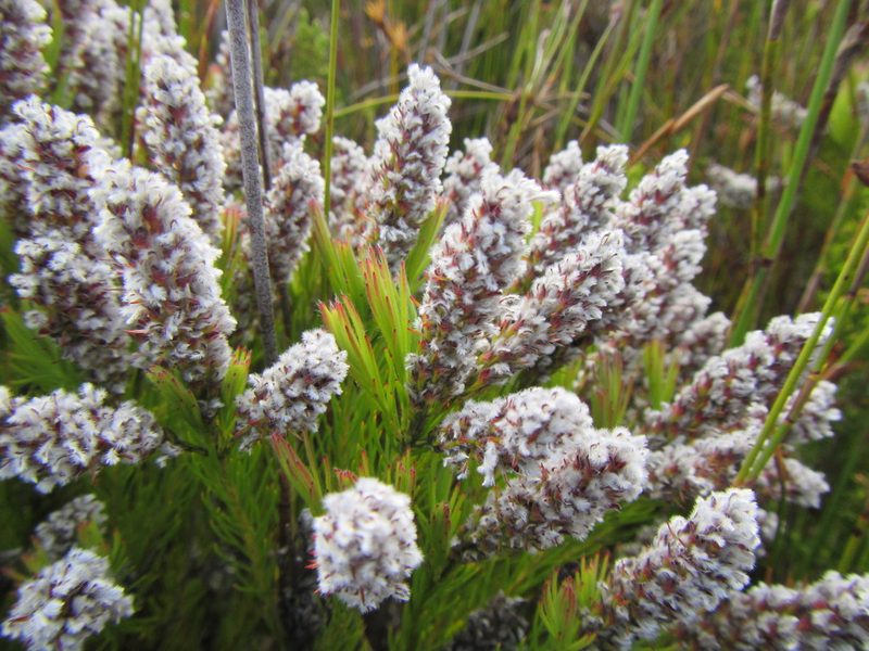 Spatalla mollis, photographed by douglaseustonbrown