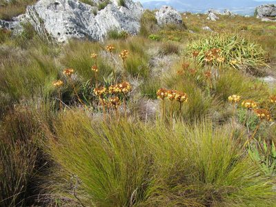 Dilatris viscosa, photographed by douglaseustonbrown